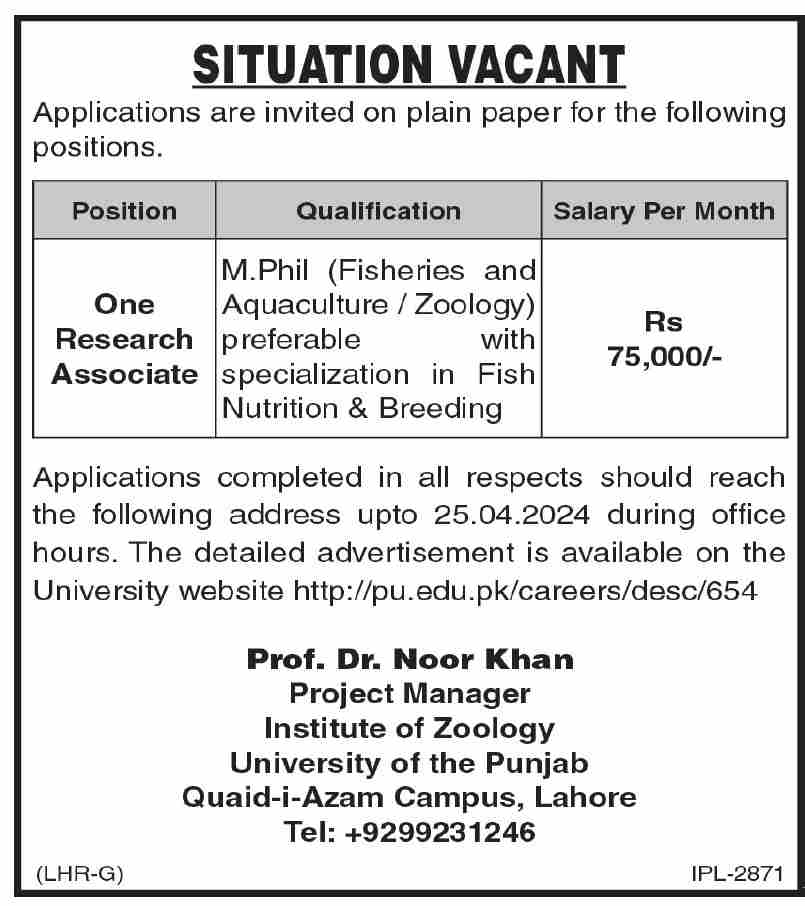 PU Lahore Research Associate Jobs 2024 